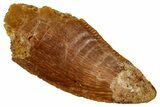 Bargain Raptor Tooth - Real Dinosaur Tooth #332912-1